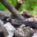 Red River Gorge, June 18, 2010